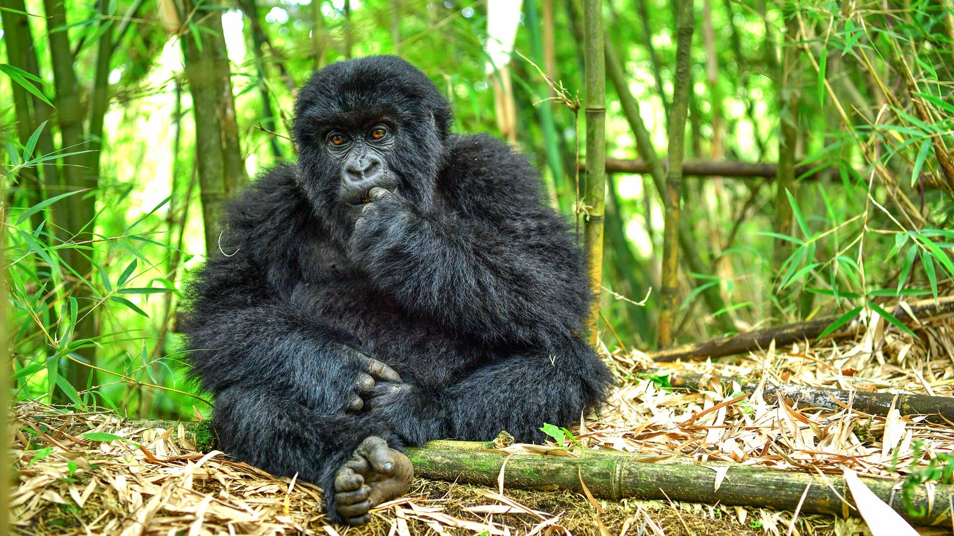 Top Luxury Activities to Explore in Bwindi