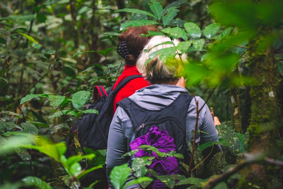 What are the Chances of Seeing Mountain Gorillas