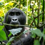Why is it necessary to book a gorilla trekking permit