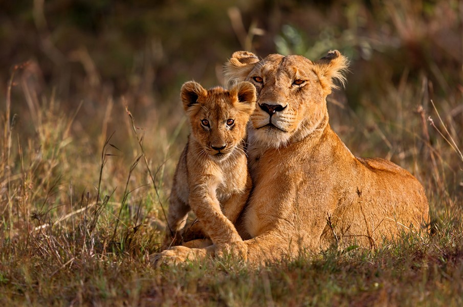 This will help you discover why should you visit Uganda as one of the Top Tourist Destinations and attractions, gorillas and chimpanzees