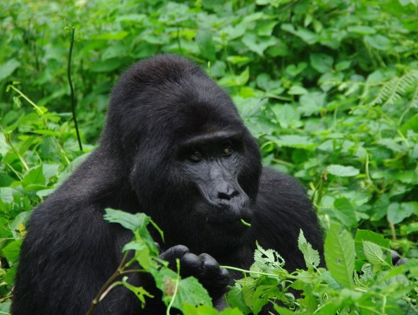 Arranging a Flying Safari in Buhoma Bwindi