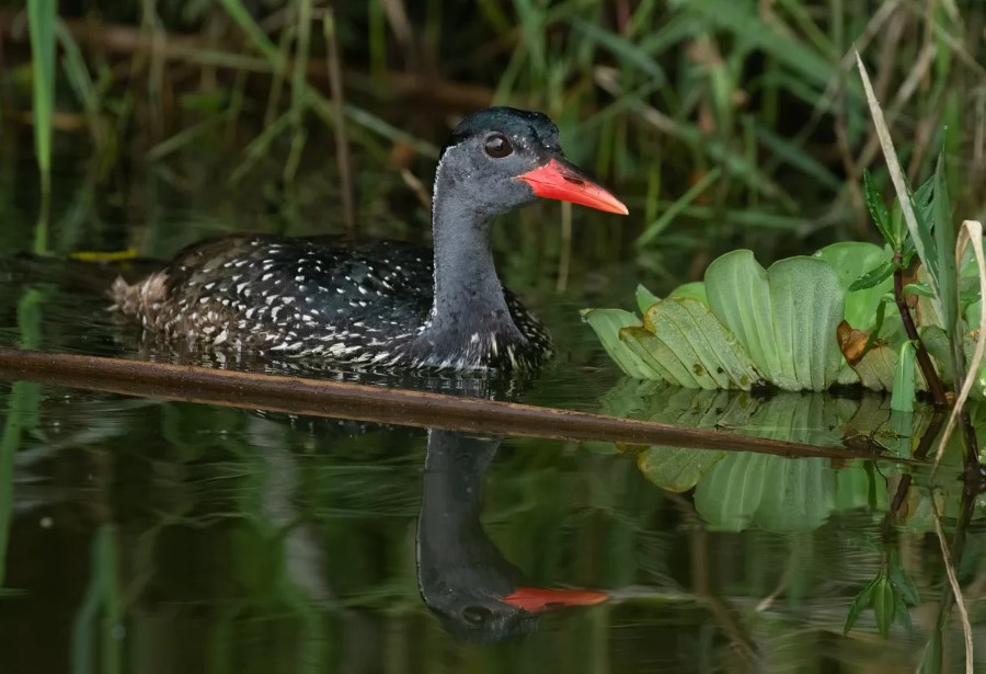 Birding in Lake Mburo National Park