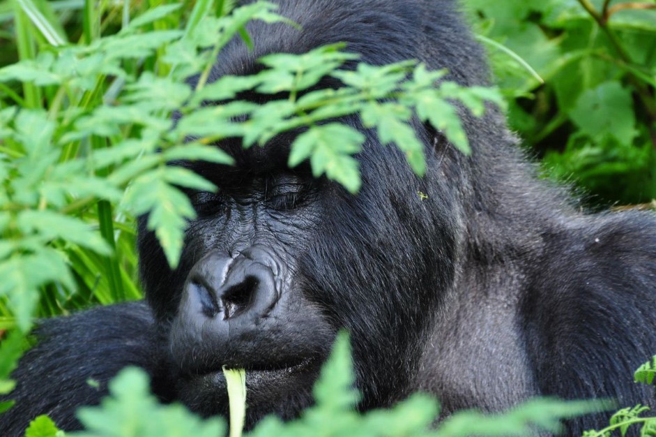 The Journey of Gorilla Families in Rushaga Sector