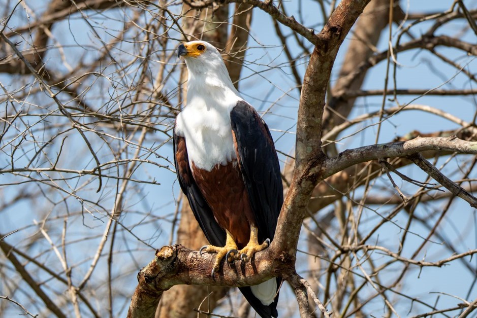 Birding in Budongo Forest