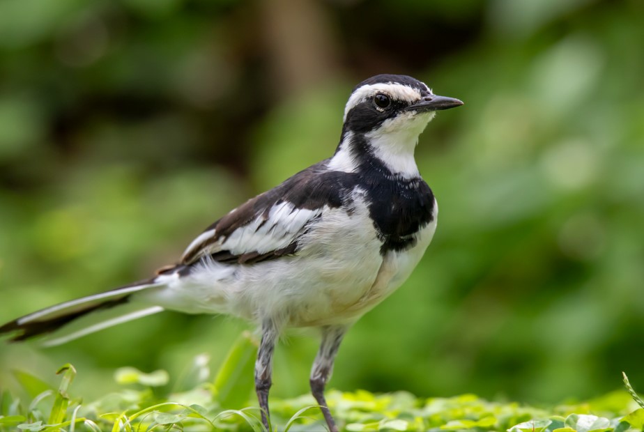 Birding in Uganda