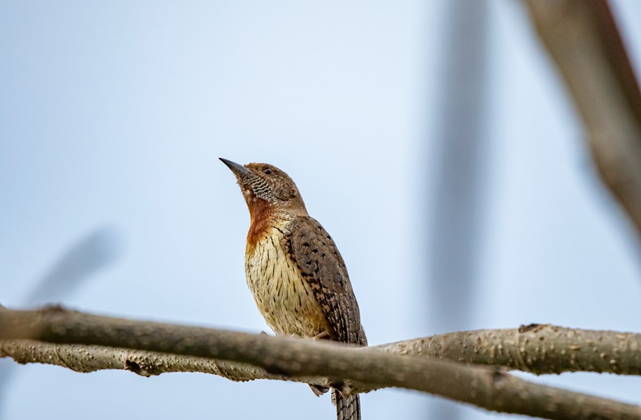 Birdwatching in Mgahinga National Park