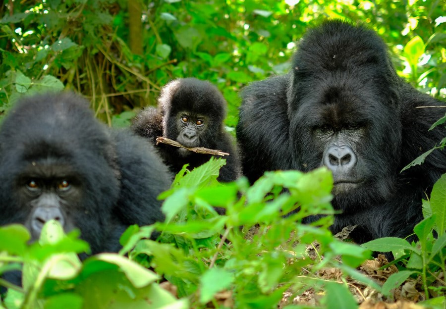 Budget Gorilla Trekking Safaris in Bwindi