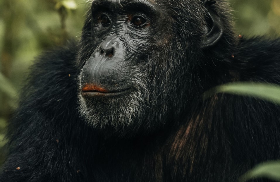 Chimpanzee Trekking Experience in Uganda