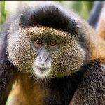Top Things to Do in Mgahinga Gorilla National Park