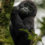 How to Reserve your Gorilla Trekking Permit in Uganda