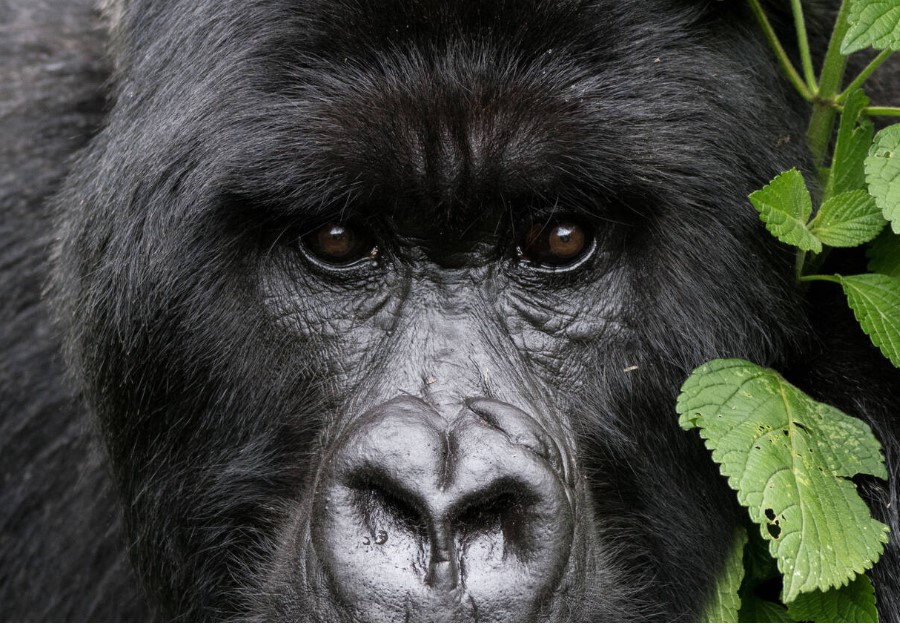 Mgahinga National Park Uganda
