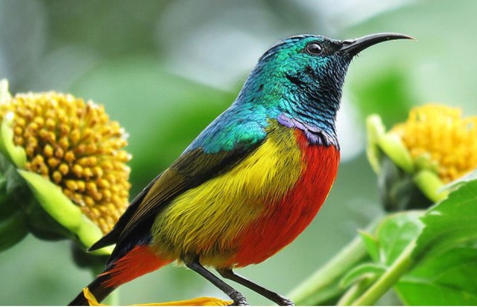 The Regal Sunbird