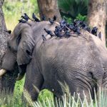 Uganda’s Eastern Safari Circuit