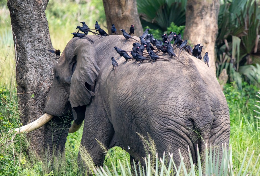 Uganda’s Eastern Safari Circuit