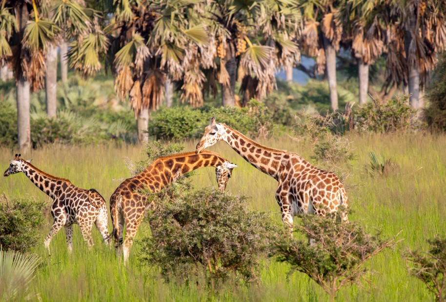 Uganda’s Game Drive Safaris