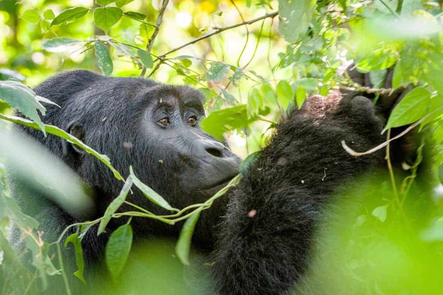 Uganda’s Mountain Gorilla Destinations