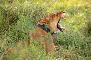 Lion Tracking In Queen Elizabeth National Park