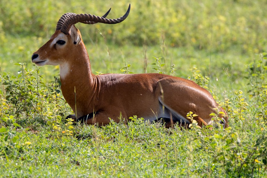 3-Day Murchison Falls National Park