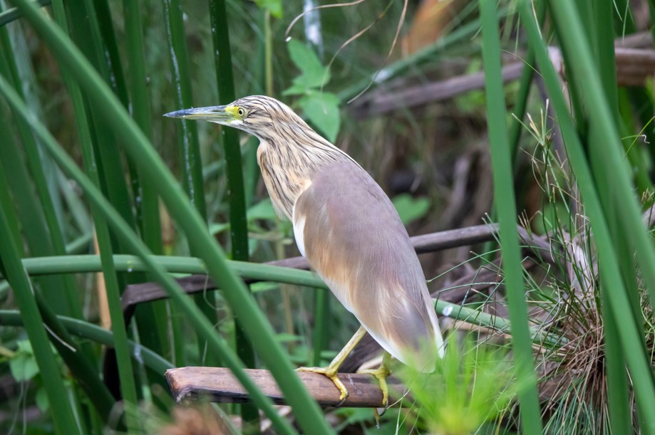 Best Activities to do in Queen Elizabeth National Park