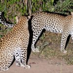 Best Time to do Leopard Tracking in Queen Elizabeth National Park
