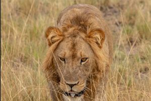 Best Time to do Lion Tracking in Queen Elizabeth National Park.