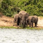 Early Booking Essentials for a Successful Queen Elizabeth Safari
