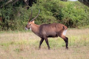 Facts about Queen Elizabeth National Park.