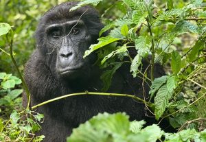 How to Choose a Gorilla Family for Trekking in Bwindi