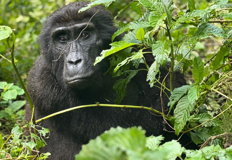 How to Choose a Gorilla Family for Trekking in Bwindi