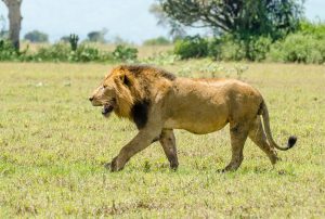 Luxury safaris in Queen Elizabeth National Park