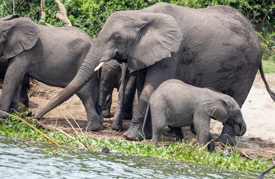 Mammals of Queen Elizabeth National Park