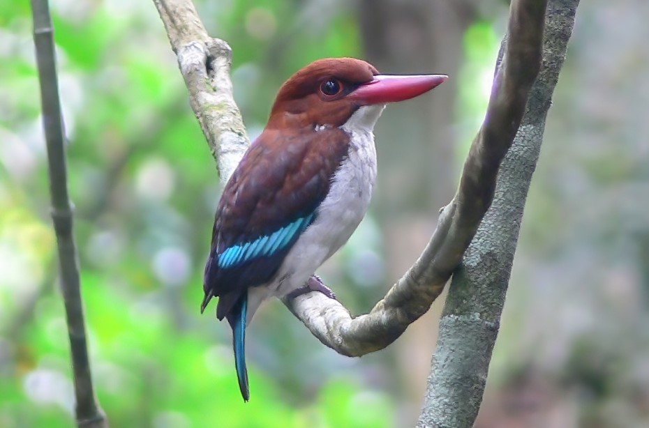 The Chocolate-backed Kingfisher