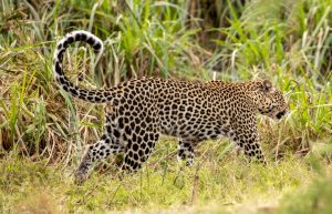 What Makes Queen Elizabeth National Park Unique