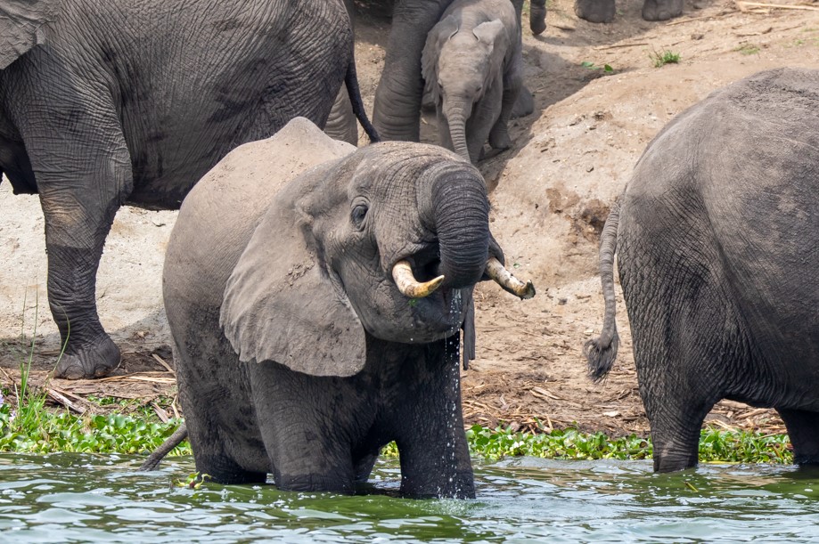 3 Day Queen Elizabeth National Park.