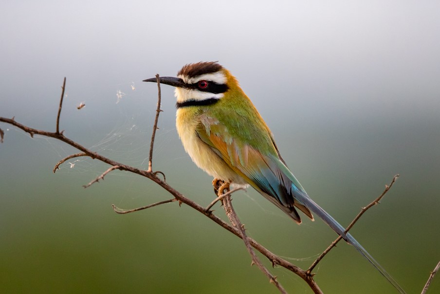 top reasons to visit Queen Elizabeth National Park