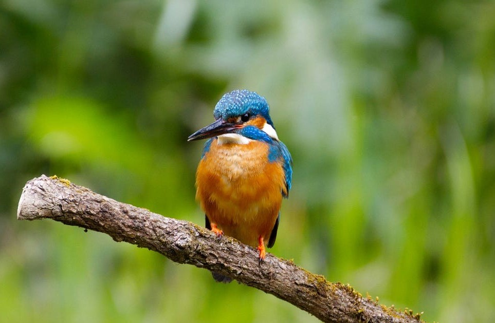 10-day birdwatching and primate safari in Rwanda