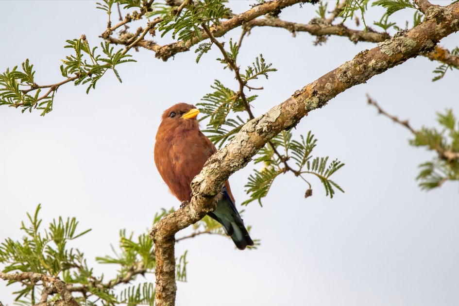 3-Day Lake Mburo Birdwatching Trip