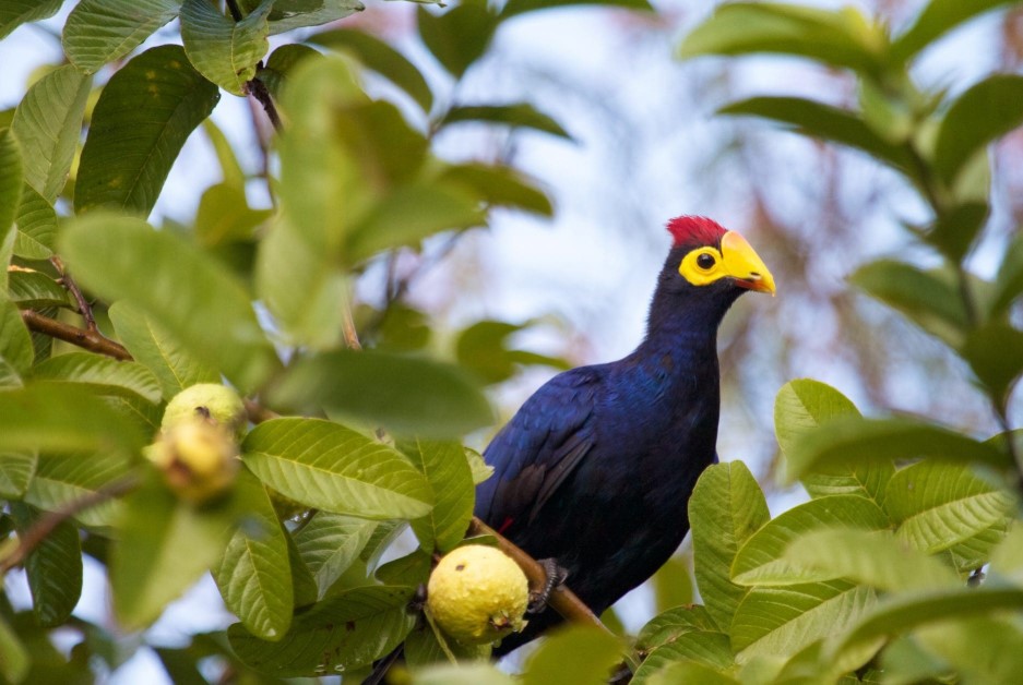 4 Days bird watching safari in Rwanda