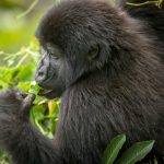 8 Days Uganda’s primates and wildlife safari