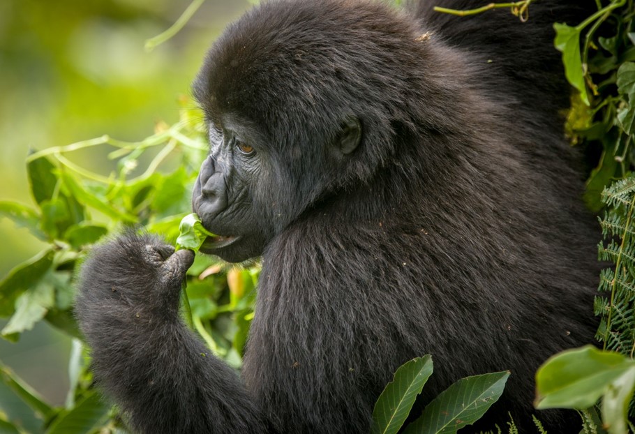 8 Days Uganda’s primates and wildlife safari