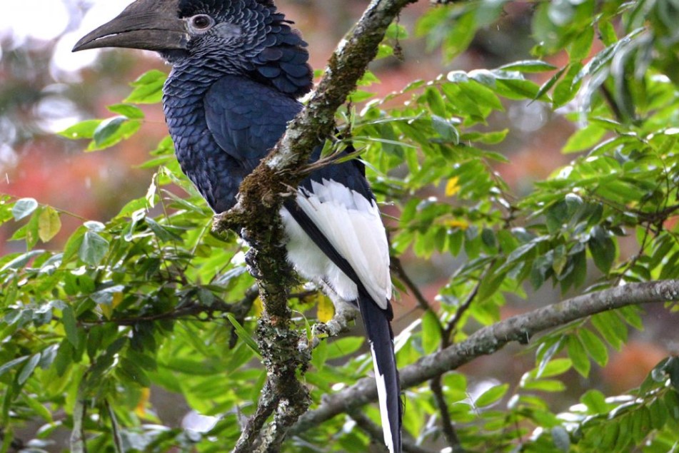 Birding Checklist for Nyungwe Forest National Park.