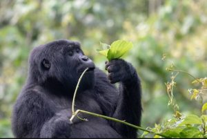 Four-Hour Gorilla Trekking Experience in Bwindi