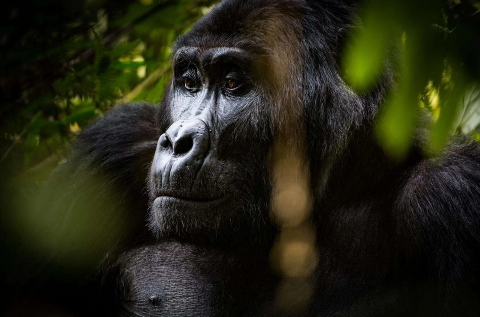 Gorilla Habituation Experience in Bwindi