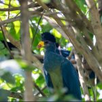The Great Blue Turaco