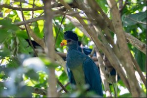 The Great Blue Turaco