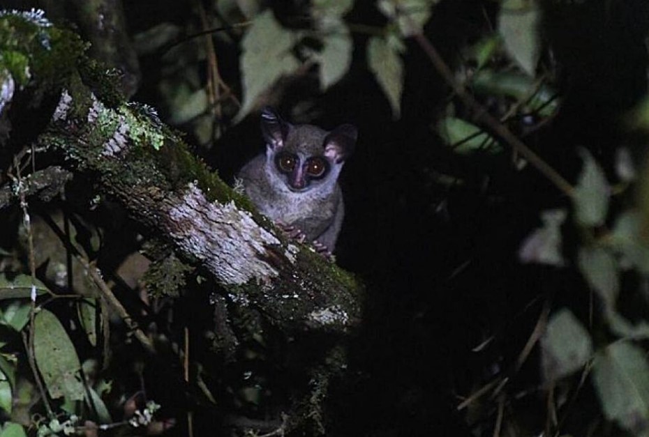 Night Walking Safaris in Nyungwe Forest National Park