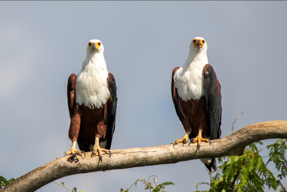 Uganda’s Guided Safaris