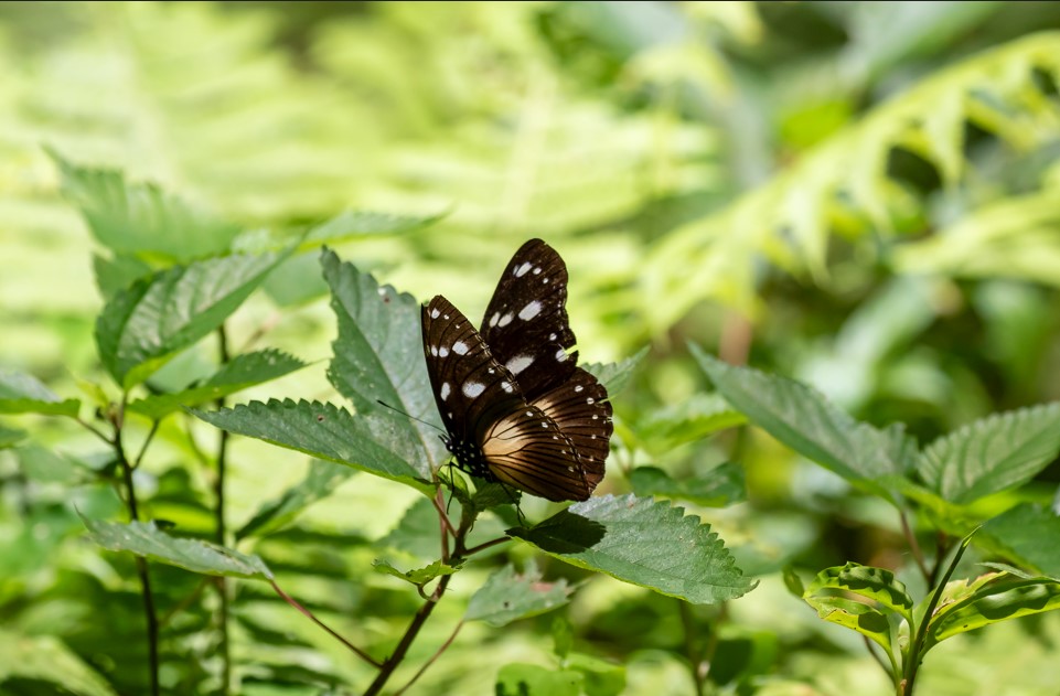 Uganda's Wildlife Safaris