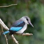 What to Pack During Birding Safaris in Uganda