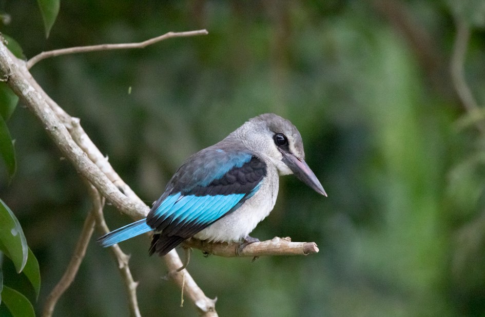 What to Pack During Birding Safaris in Uganda
